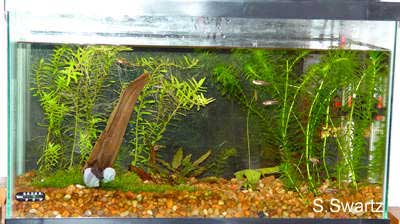 10 gallon apple snail tank