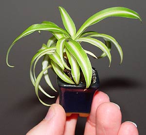 accent bonsai