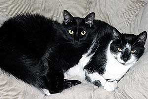 BC and Spike, snuggling cats