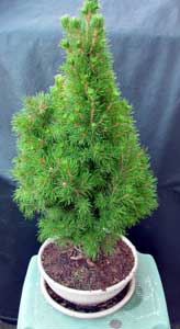 alberta spruce bonsai