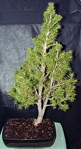 spruce bonsai