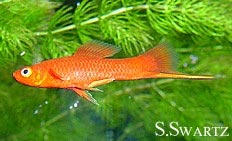 swordtail
