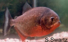 piranha