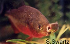 red belly piranha