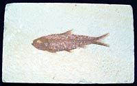 Knightia fossil