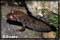 newt pictures and photography
