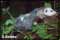 animal pictures