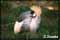 bird pictures