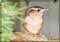 bird pictures