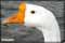 duck macro photography