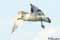 bird soaring photographs