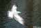 bird in flight pictures