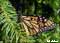 butterfly pictures