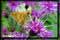 butterfly photos