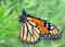 monarch butterfly