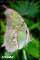 butterfly photograph