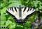 tigerswallowtail butterfly pictures