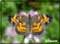 photography butterflys