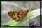 butterflies photography