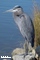 waterfowl photography