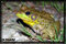 frog photography