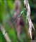 wildlife pictures