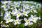 plant photography