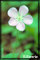 flower pictures