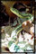 reptile pictures