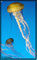 jellyfish pictures