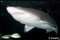 shark pictures