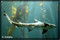 shark photography