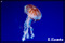 sea life photography