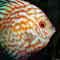 fish pictures