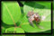 spider pictures