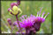 macro spider photography