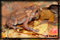 toad photography