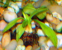 Aponogeton ulvaceus dormant