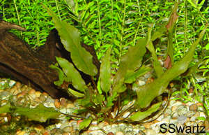 Cryptocoryne wendtii