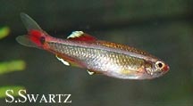 mountain minnow