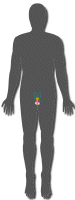Male Reproductive