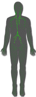 Lymphatic