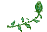 bud