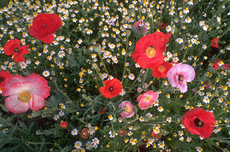 Vai a Progetto Papaver - Prof. R. Papa