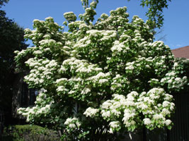 My Chinese Fringe tree, bloom in late spring.