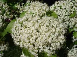 My Chinese Fringe tree, close up.&nbsp; Bloom in late spring