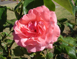  My friend Hien's Peach color Rose.&nbsp; Sydney, Australia 2006