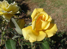  My friend Hien's yellow Rose.&nbsp; Sydney, Australia 2006