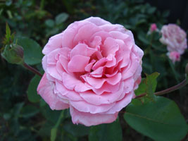 My friend Hien's Pink Rose.&nbsp; Sydney, Australia 2006