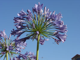 Tropical flowers, unknown name, Brisbane, Australia 2006